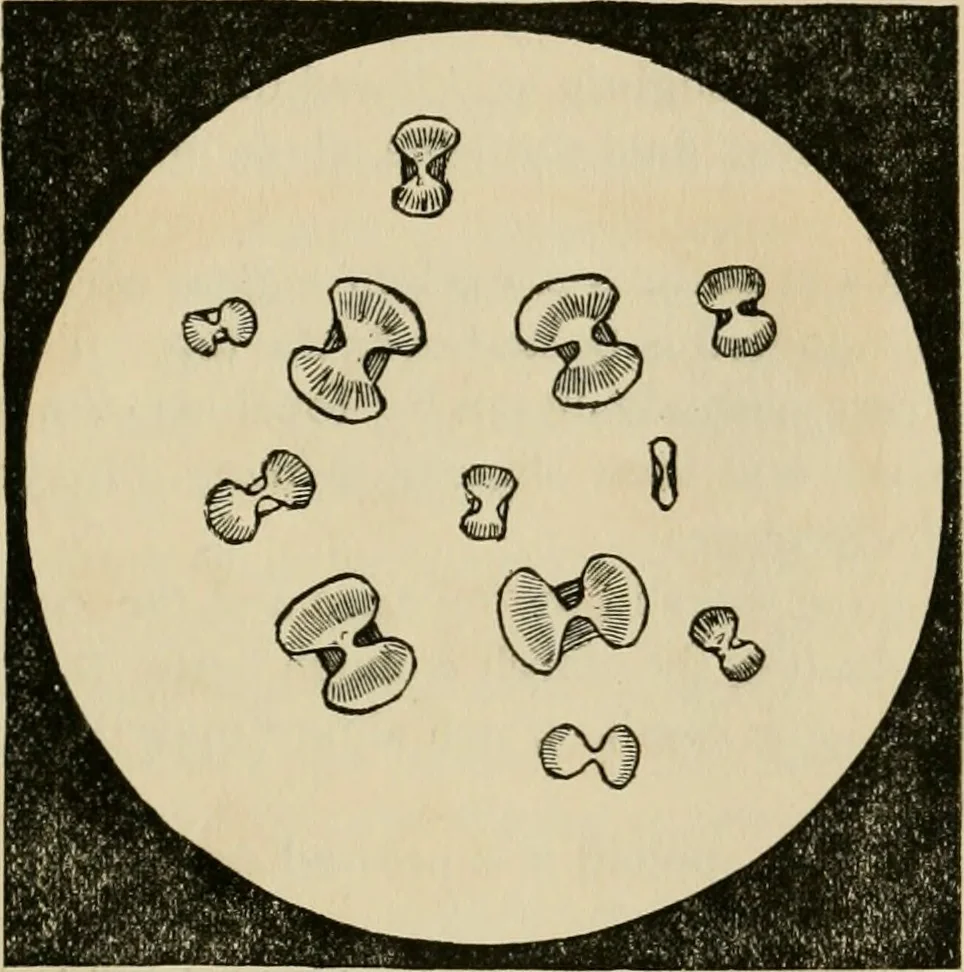 An illustration from The Microscope, 1881, leaf 18