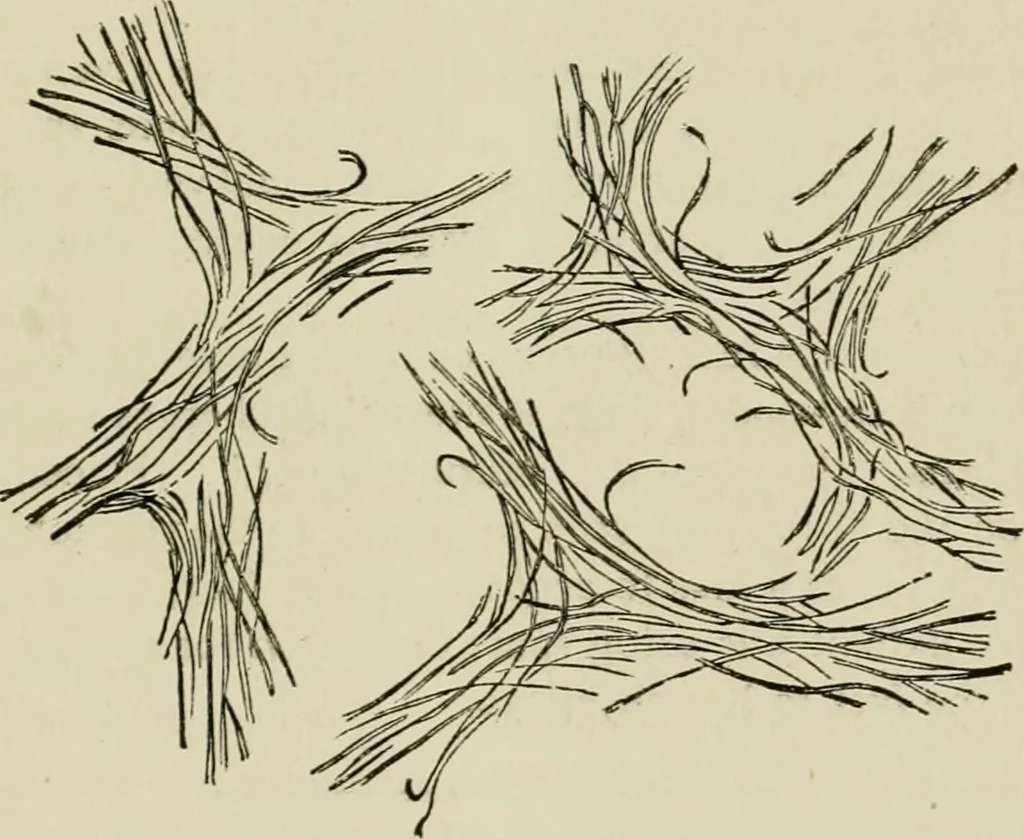 An illustration from The Microscope, 1881, leaf 184