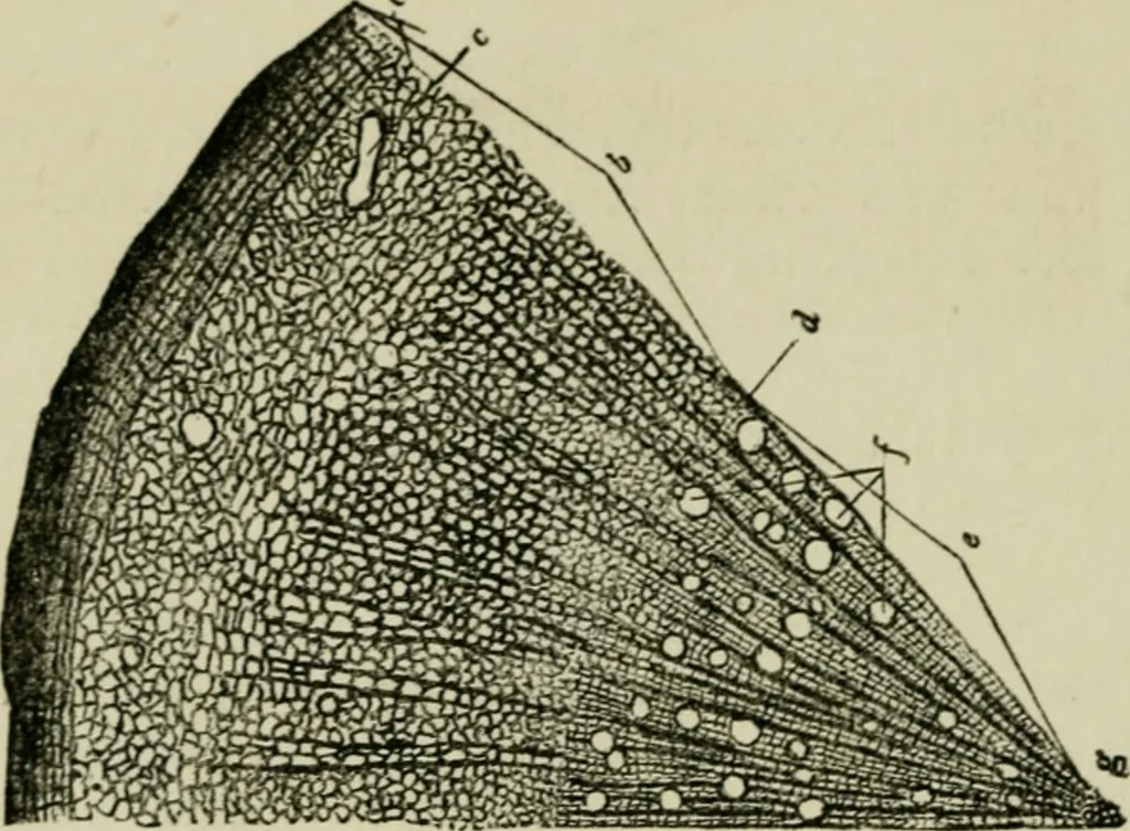 An illustration from The Microscope, 1881, leaf 193