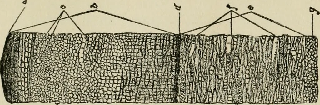 An illustration from The Microscope, 1881, leaf 194