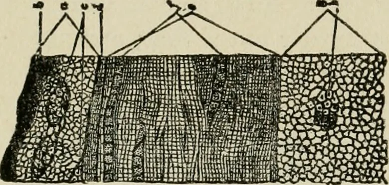 An illustration from The Microscope, 1881, leaf 194