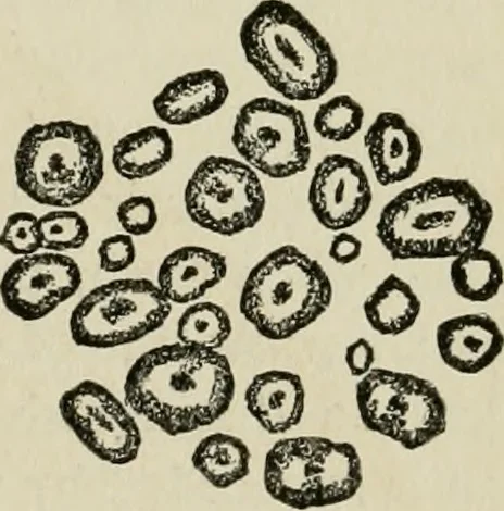 An illustration from The Microscope, 1881, leaf 194