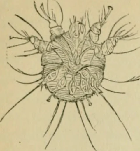 An illustration from The Microscope, 1881, leaf 41