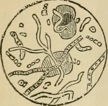 An illustration from The Microscope, 1881, leaf 42