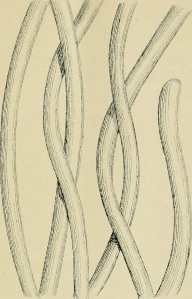An illustration from The Microscope, 1881, leaf 46