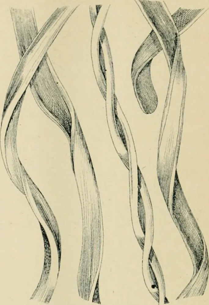 An illustration from The Microscope, 1881, leaf 46