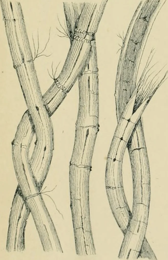 An illustration from The Microscope, 1881, leaf 46