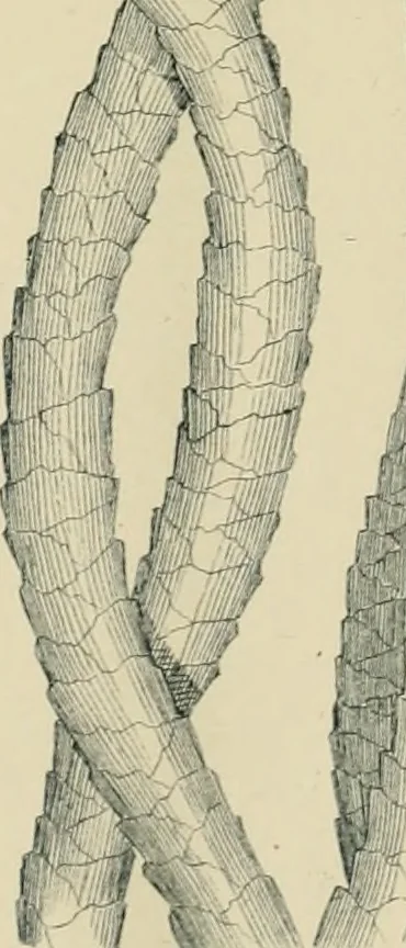 An illustration from The Microscope, 1881, leaf 46