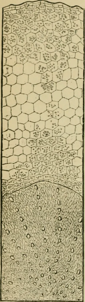 An illustration from The Microscope, 1881, leaf 7