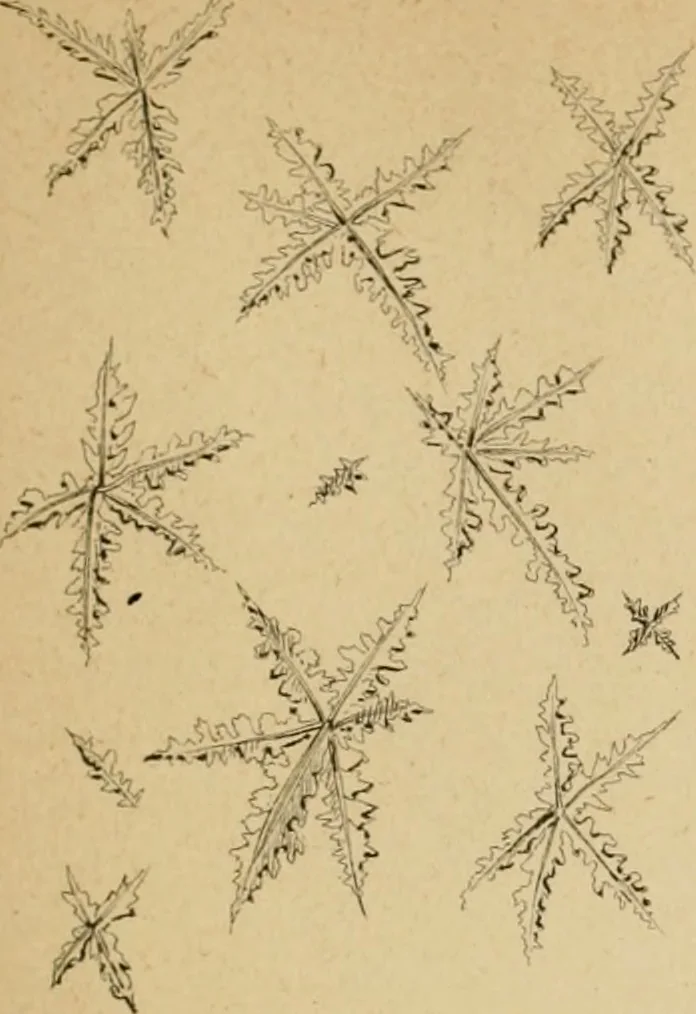 An illustration from The Microscope, 1881, leaf 76