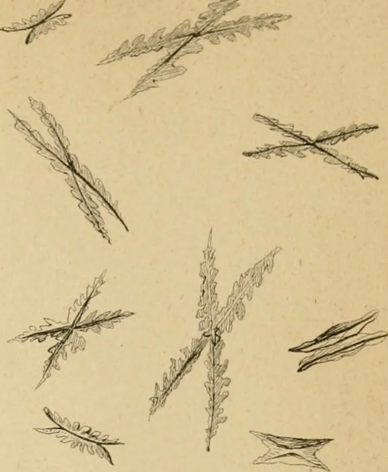 An illustration from The Microscope, 1881, leaf 76