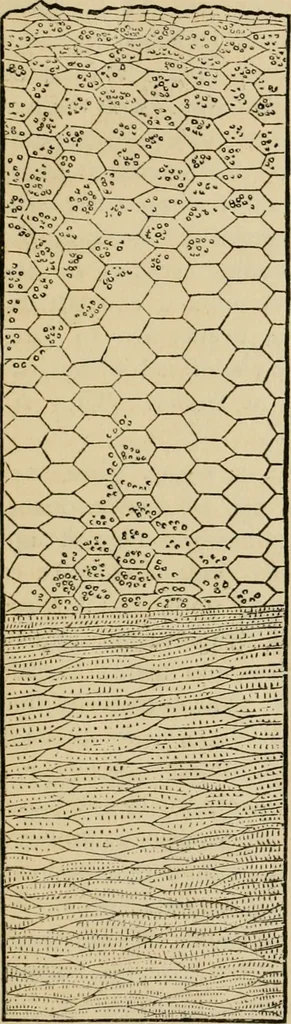 An illustration from The Microscope, 1881, leaf 8