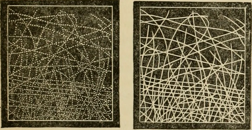 An illustration from The Microscope, 1881, leaf 94