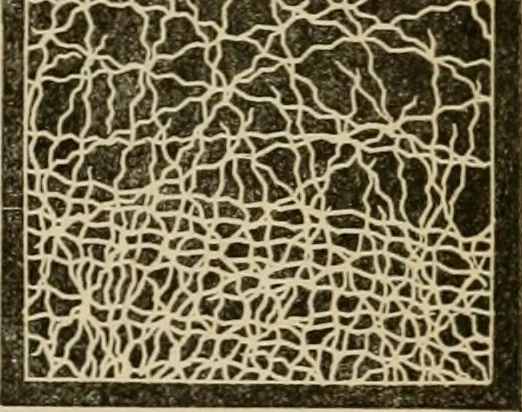 An illustration from The Microscope, 1881, leaf 94