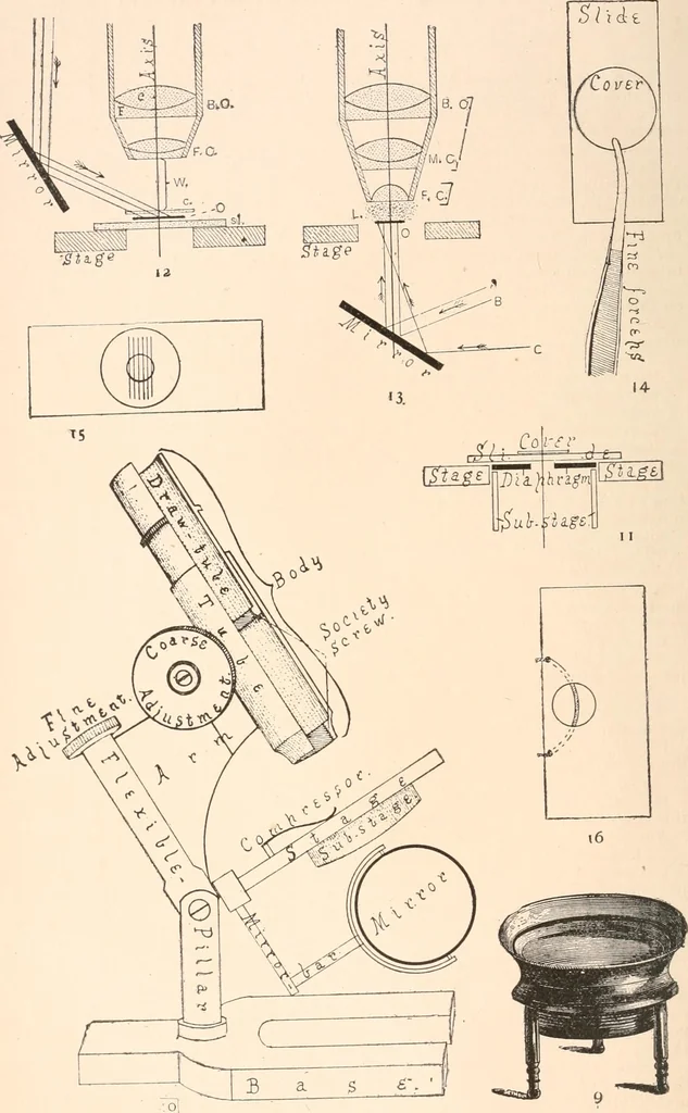 An illustration from The microscope and histology for the use of laboratory students in the anatomical department of Cornell University. by Simon Henry Gage, 1891, leaf 19