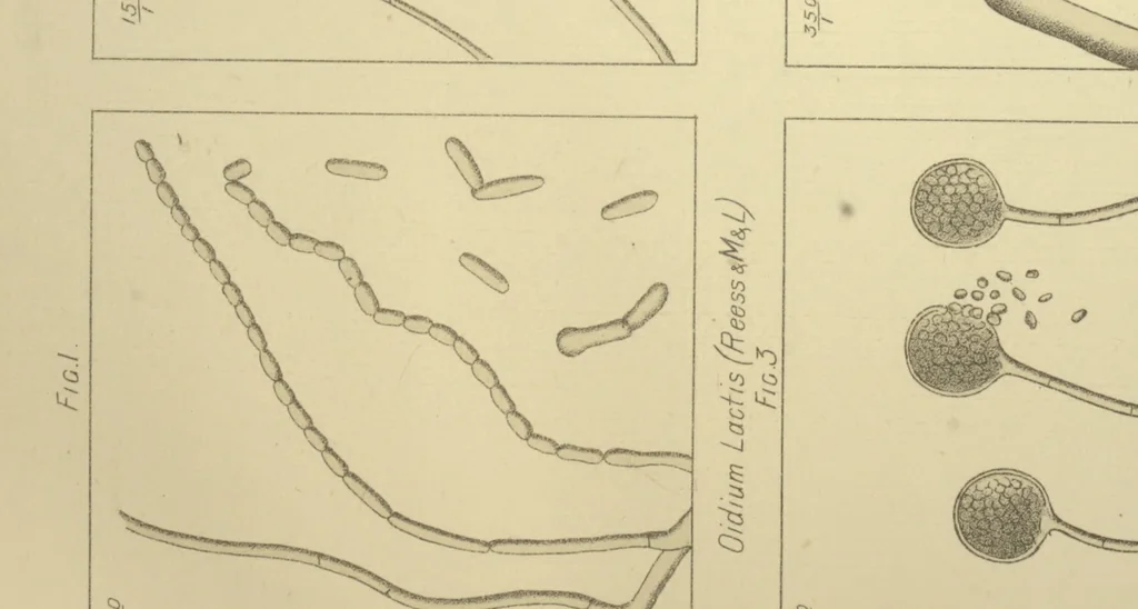 An illustration from The microscope in the brewery and malt-house, 1889, leaf 136