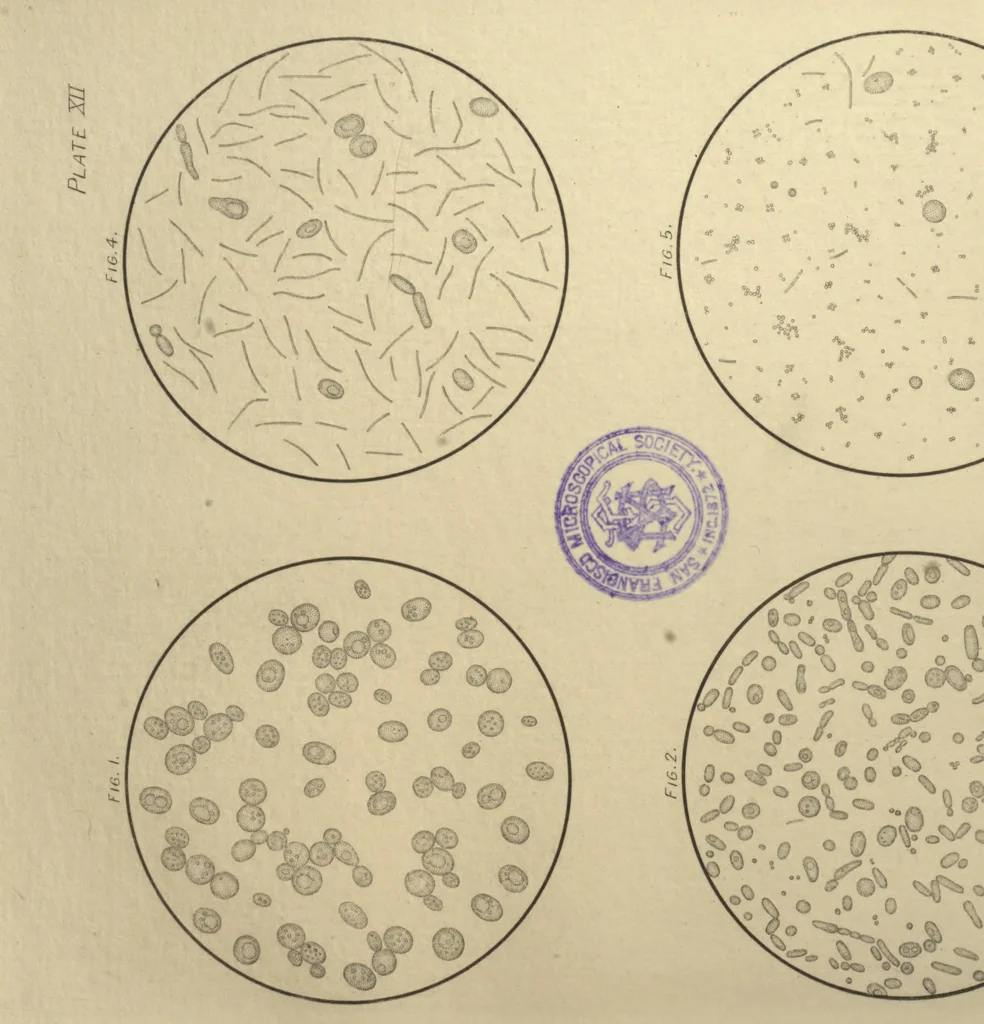 An illustration from The microscope in the brewery and malt-house, 1889, leaf 194