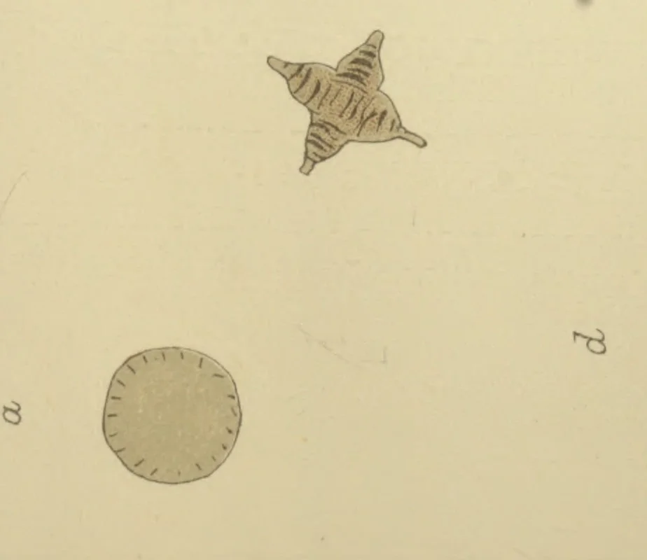 An illustration from The microscope in the brewery and malt-house, 1889, leaf 226