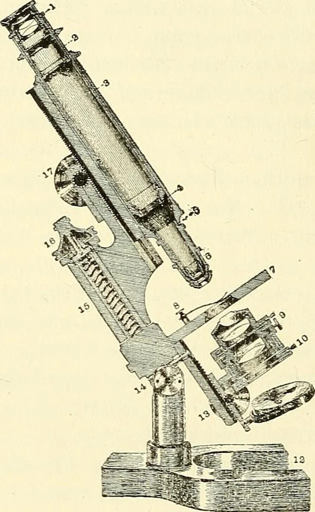 An illustration from The microscope; an introduction to microscopic methods and to histology, 1901, leaf 117
