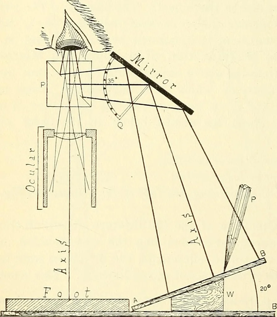 An illustration from The microscope; an introduction to microscopic methods and to histology, 1901, leaf 125