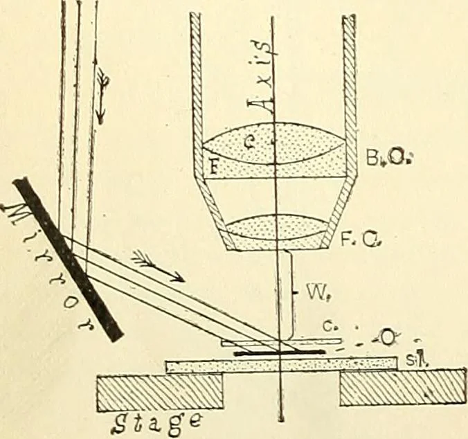 An illustration from The microscope; an introduction to microscopic methods and to histology, 1901, leaf 23