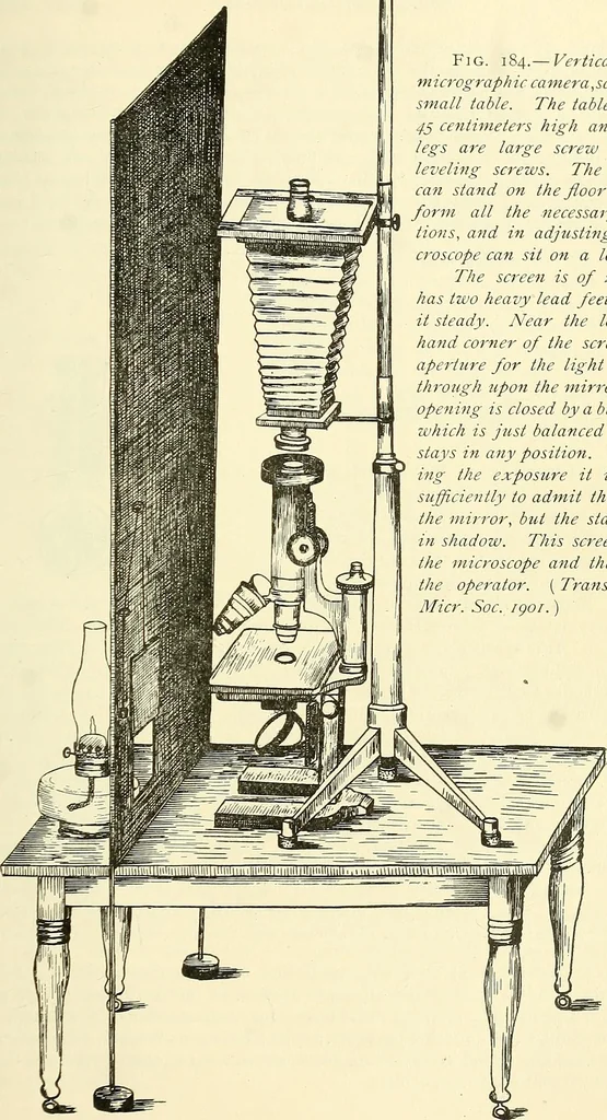 An illustration from The microscope; an introduction to microscopic methods and to histology, 1901, leaf 240