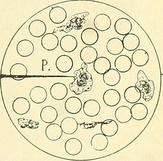 An illustration from The microscope; an introduction to microscopic methods and to histology, 1901, leaf 264