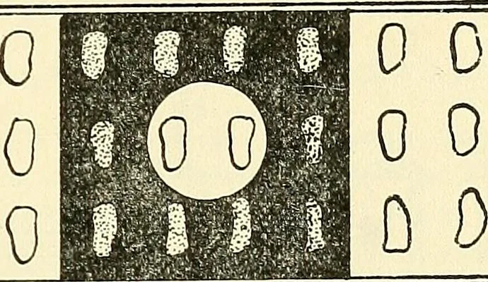 An illustration from The microscope; an introduction to microscopic methods and to histology, 1901, leaf 282