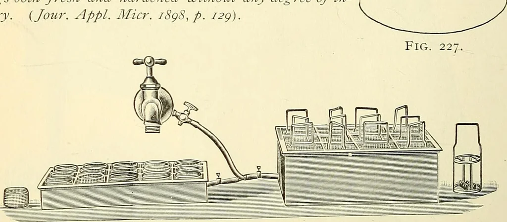 An illustration from The microscope; an introduction to microscopic methods and to histology, 1901, leaf 297