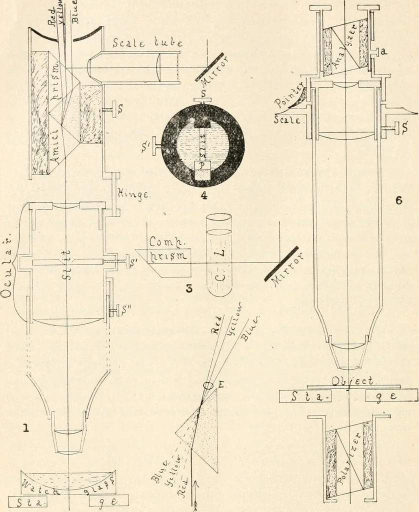 An illustration from The microscope : an introduction to microscopic methods and to histology, 1911, leaf 181