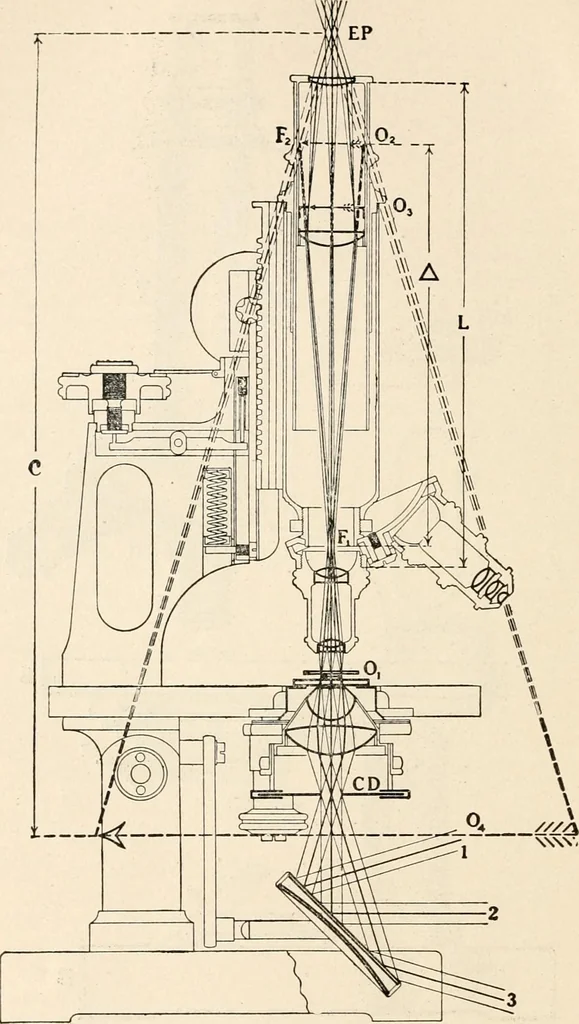An illustration from The microscope : an introduction to microscopic methods and to histology, 1911, leaf 19