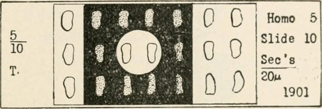 An illustration from The microscope : an introduction to microscopic methods and to histology, 1911, leaf 220