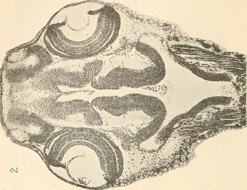 An illustration from The microscope : an introduction to microscopic methods and to histology, 1911, leaf 253