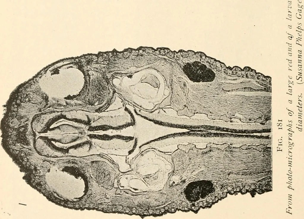 An illustration from The microscope : an introduction to microscopic methods and to histology, 1911, leaf 253