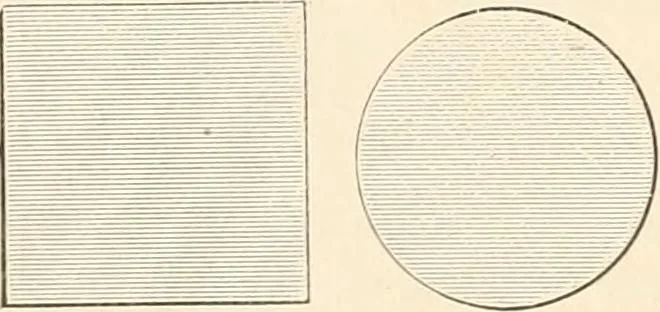 An illustration from The microscope : an introduction to microscopic methods and to histology, 1911, leaf 267