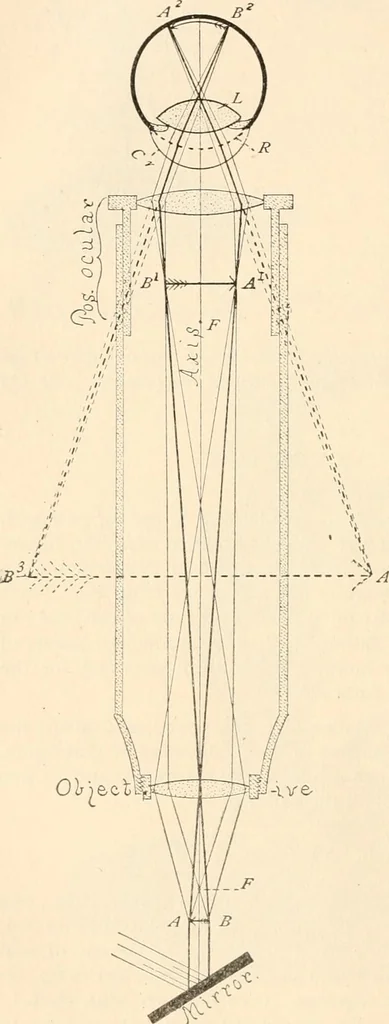 An illustration from The microscope : an introduction to microscopic methods and to histology, 1911, leaf 31