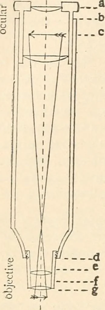 An illustration from The microscope : an introduction to microscopic methods and to histology, 1911, leaf 37