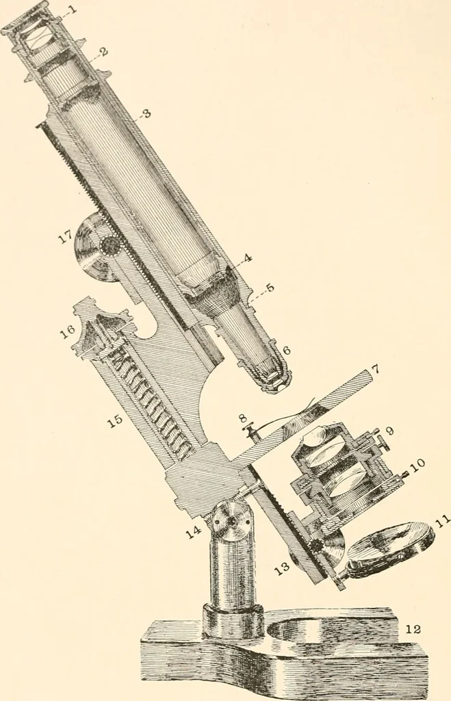 An illustration from The microscope; an introduction to microscopic methods and to histology, 1899, leaf 21