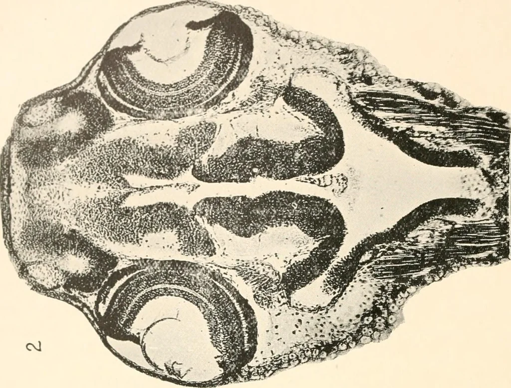 An illustration from The microscope; an introduction to microscopic methods and to histology, 1899, leaf 227