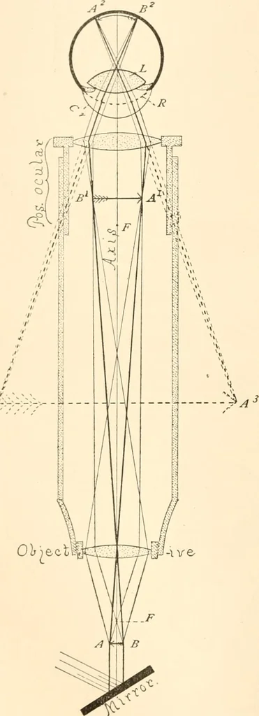 An illustration from The microscope; an introduction to microscopic methods and to histology, 1899, leaf 31