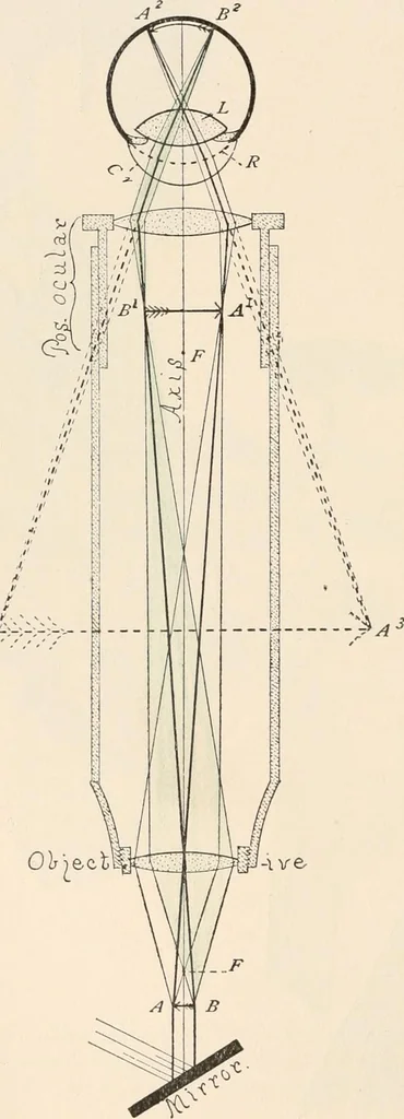 An illustration from The microscope : an introduction to microscopic methods and to histology, 1911, leaf 31