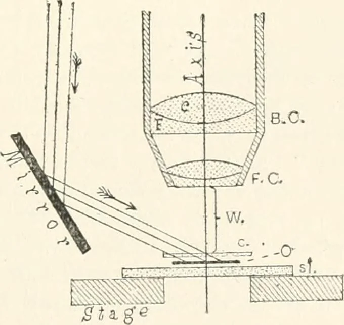 An illustration from The microscope : an introduction to microscopic methods and to histology, 1911, leaf 32