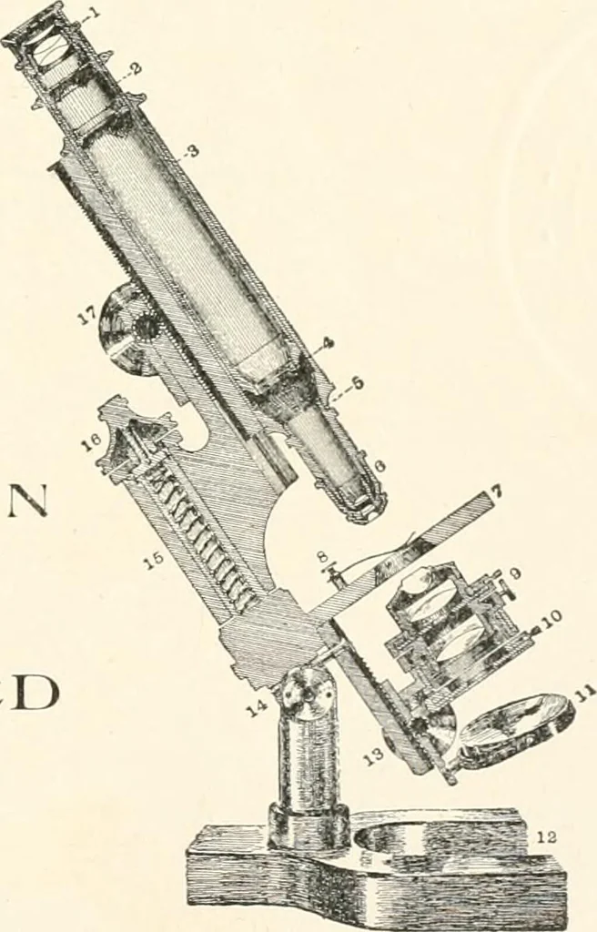 An illustration from The microscope : an introduction to microscopic methods and to histology, 1911, leaf 6