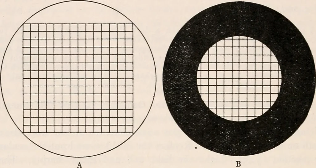 An illustration from The microscope; an introduction to microscopic methods and to histology, 1917, leaf 123