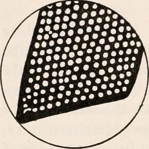 An illustration from The microscope; an introduction to microscopic methods and to histology, 1917, leaf 135