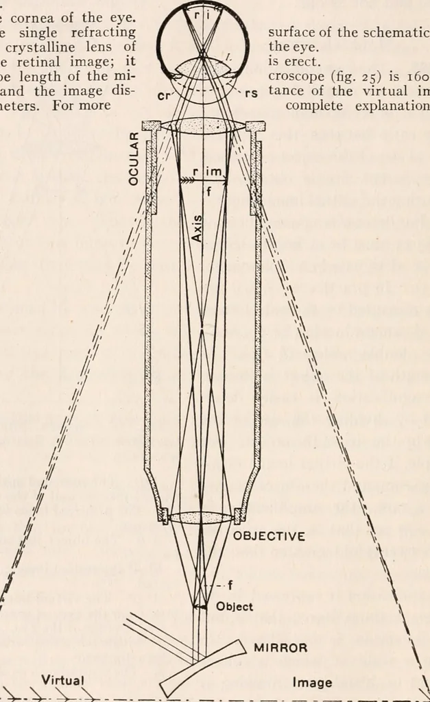 An illustration from The microscope; an introduction to microscopic methods and to histology, 1917, leaf 145