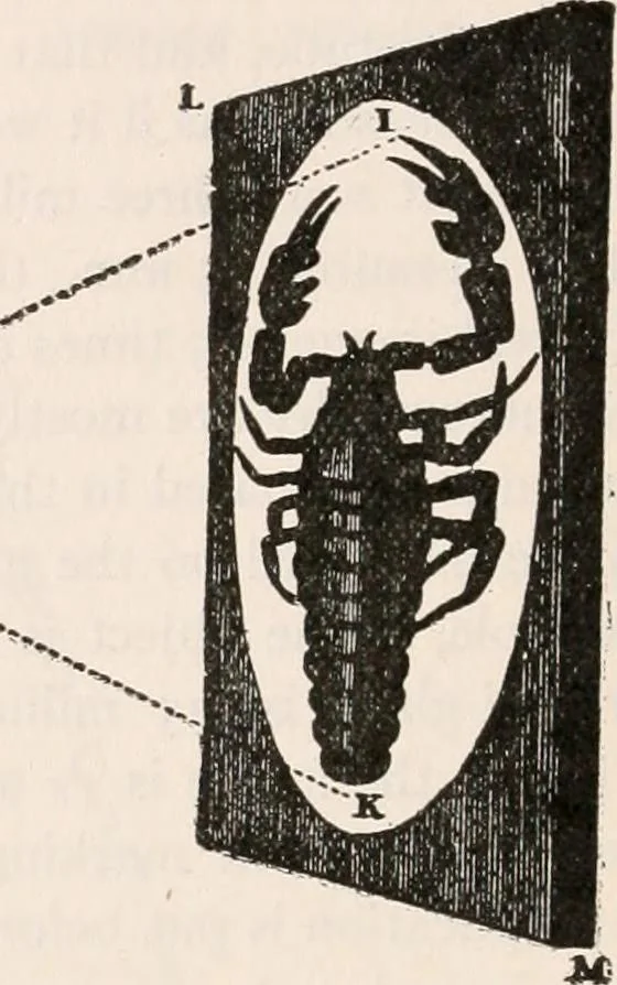 An illustration from The microscope; an introduction to microscopic methods and to histology, 1917, leaf 147
