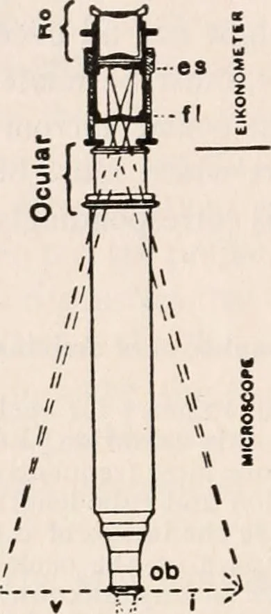 An illustration from The microscope; an introduction to microscopic methods and to histology, 1917, leaf 167
