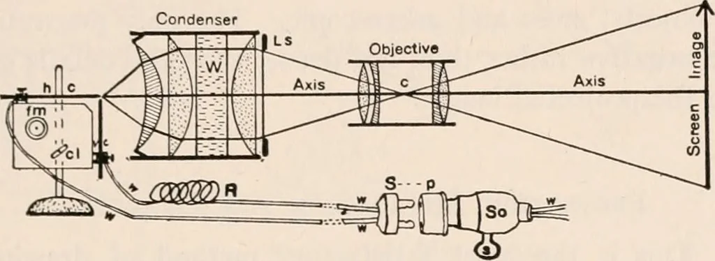 An illustration from The microscope; an introduction to microscopic methods and to histology, 1917, leaf 196
