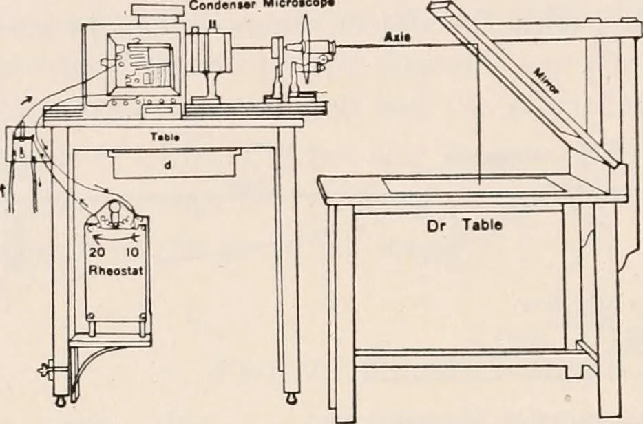 An illustration from The microscope; an introduction to microscopic methods and to histology, 1917, leaf 199